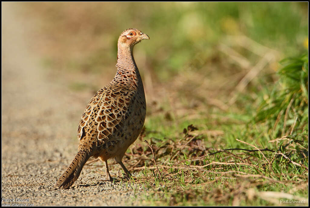 Common Pheasant female adult, identification