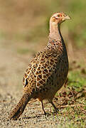 Common Pheasant