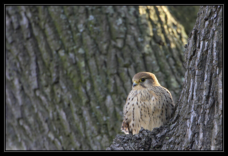 Common Kestrel