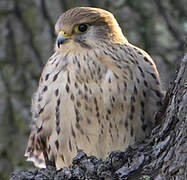 Common Kestrel