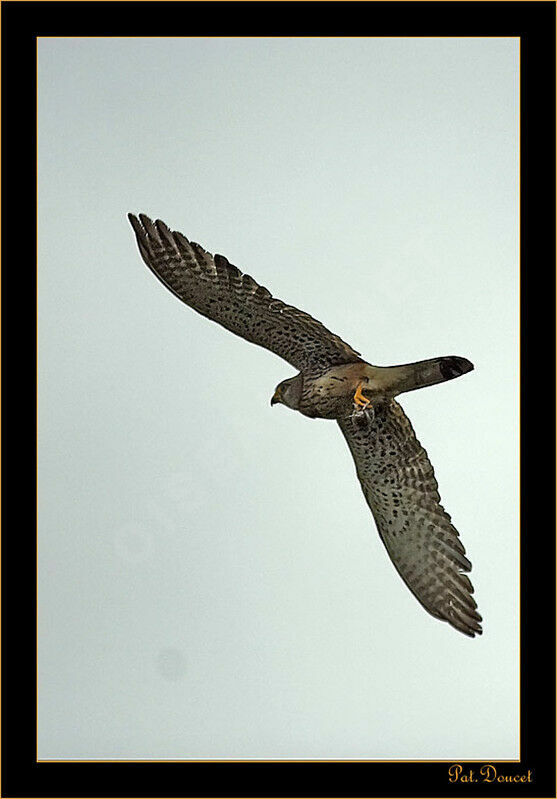 Common Kestrel