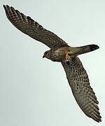 Common Kestrel