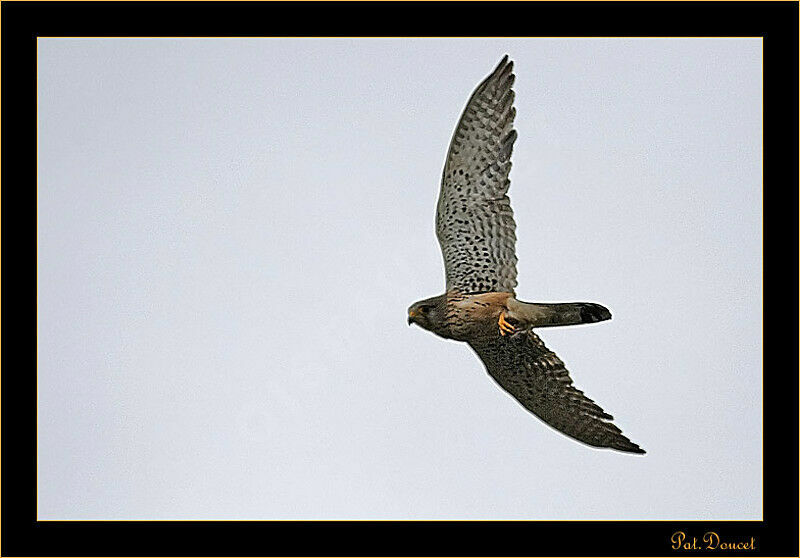 Common Kestrel