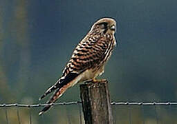 Common Kestrel