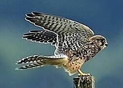 Common Kestrel