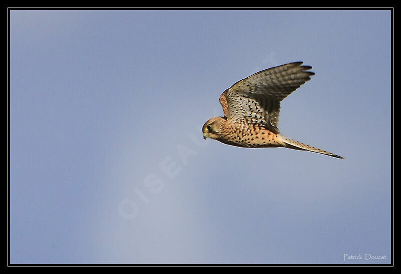 Common Kestrel