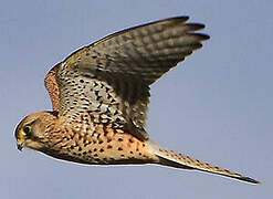 Common Kestrel