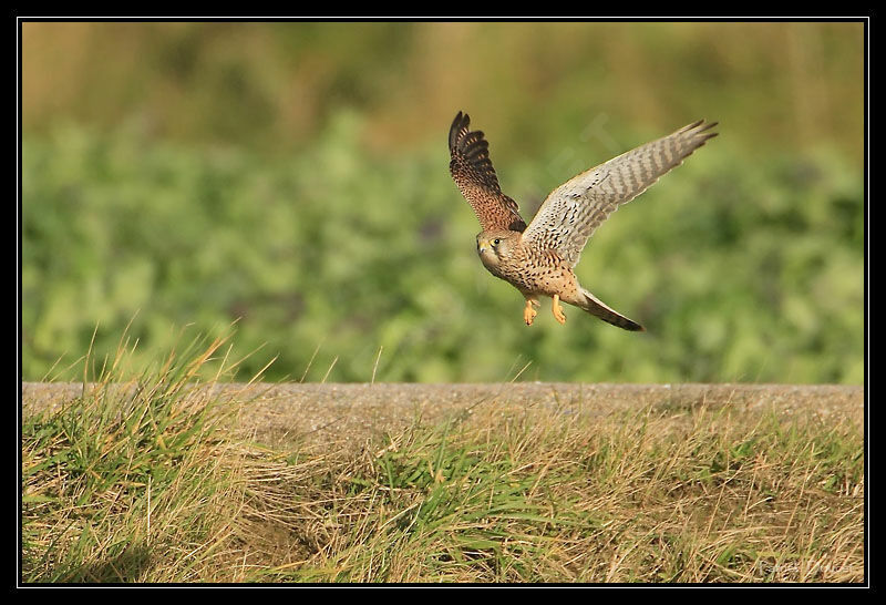 Common Kestrel