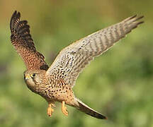 Common Kestrel