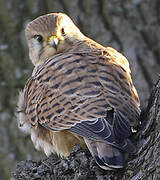 Common Kestrel