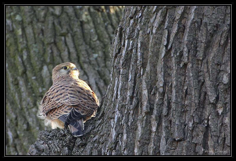 Common Kestrel