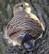 Common Kestrel