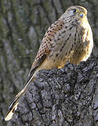 Common Kestrel