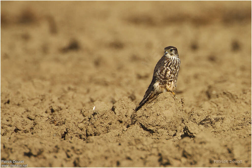 Faucon émerillon, habitat, Comportement