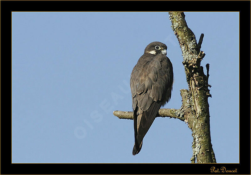 Eurasian Hobby