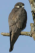 Eurasian Hobby