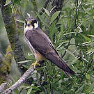 Eurasian Hobby