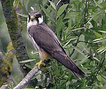 Eurasian Hobby