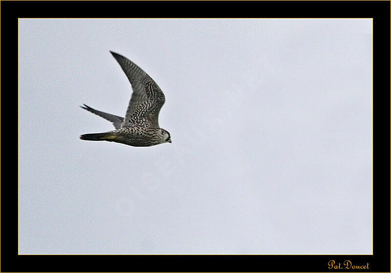 Peregrine Falcon