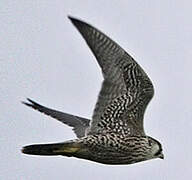 Peregrine Falcon