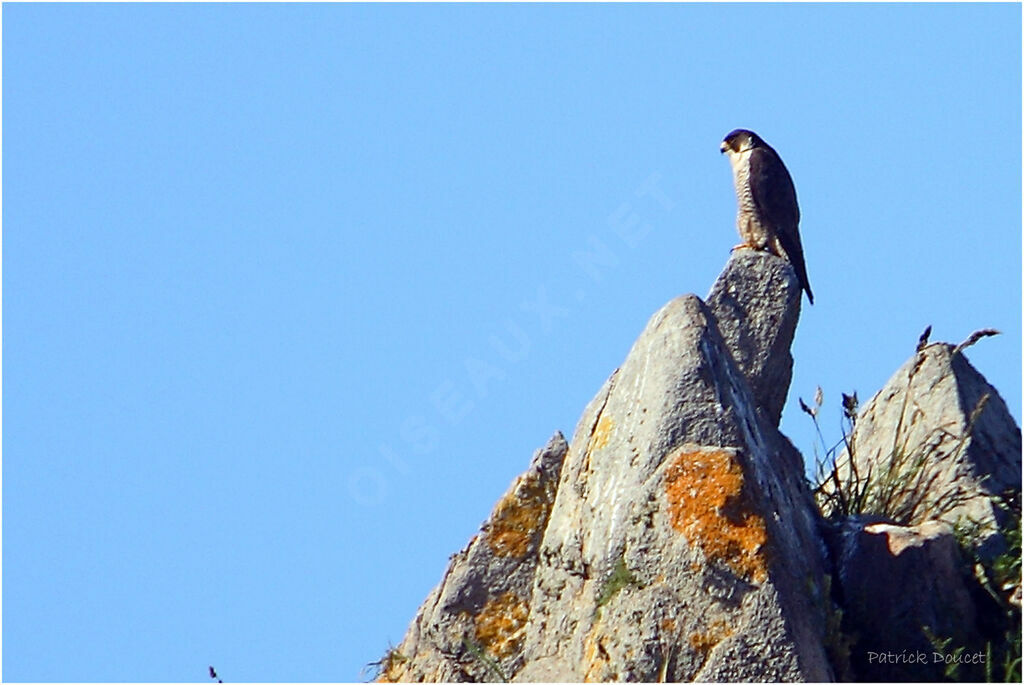 Peregrine Falcon