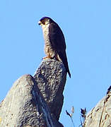 Peregrine Falcon