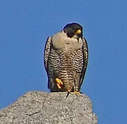 Peregrine Falcon