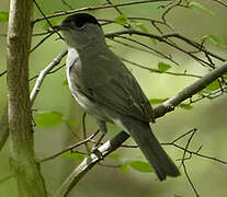 Eurasian Blackcap