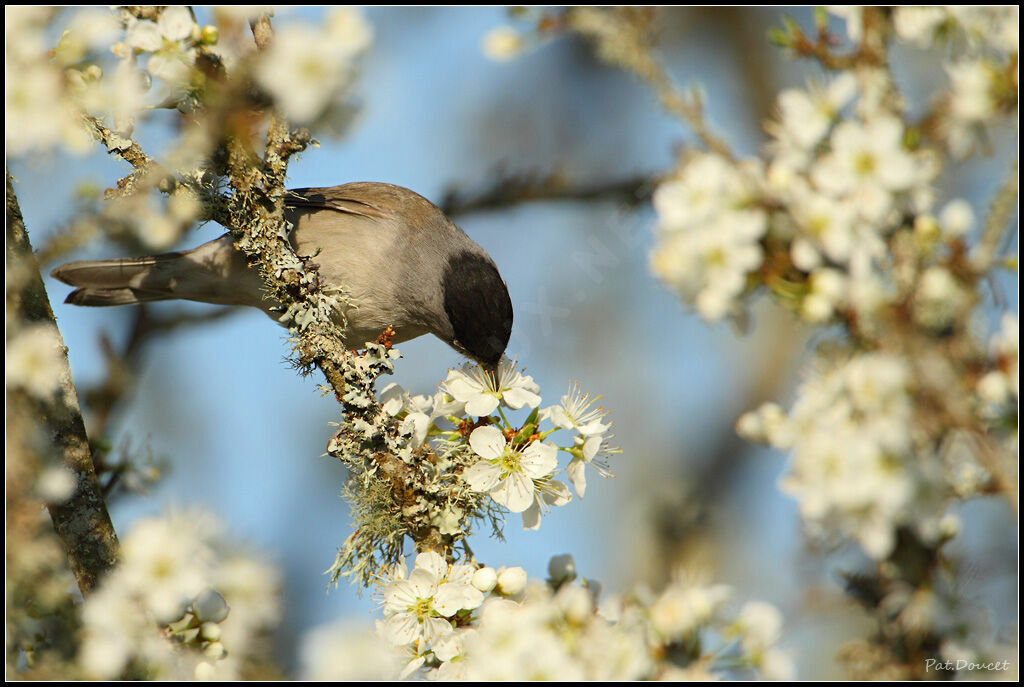 Eurasian Blackcap