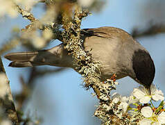 Eurasian Blackcap