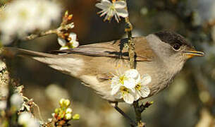 Eurasian Blackcap