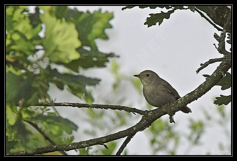 Garden Warbler