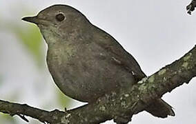 Garden Warbler