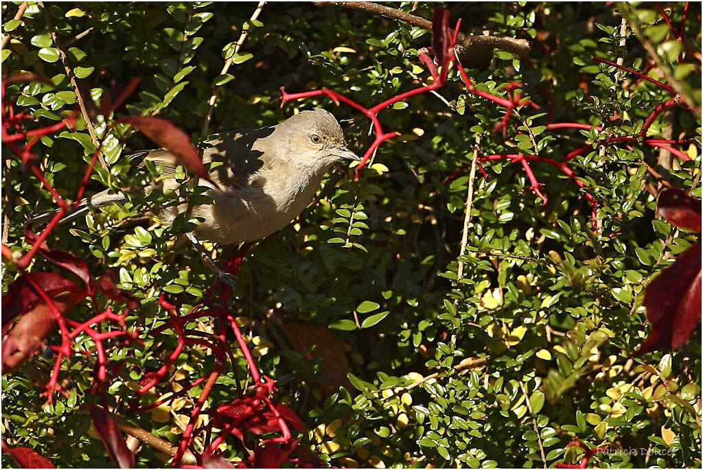 Barred Warbler