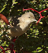 Barred Warbler