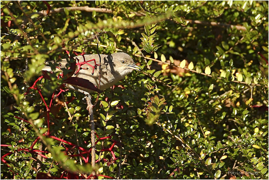 Barred Warbler