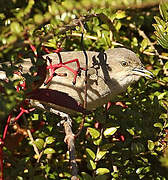 Barred Warbler