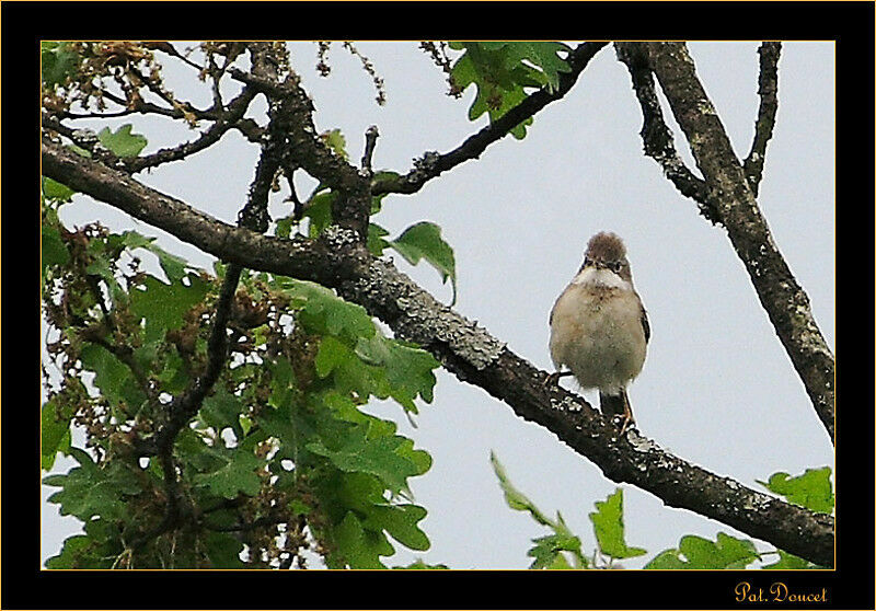 Fauvette grisette