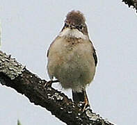 Common Whitethroat