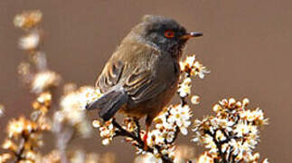 Dartford Warbler