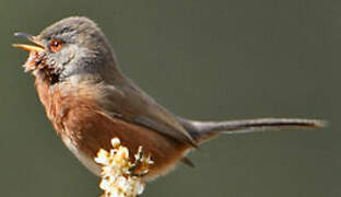 Dartford Warbler