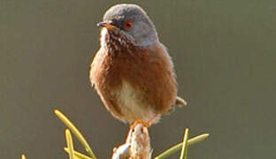 Dartford Warbler