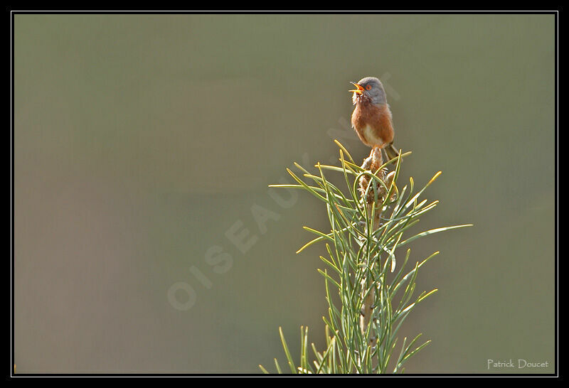 Dartford Warbler