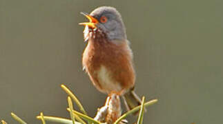 Dartford Warbler