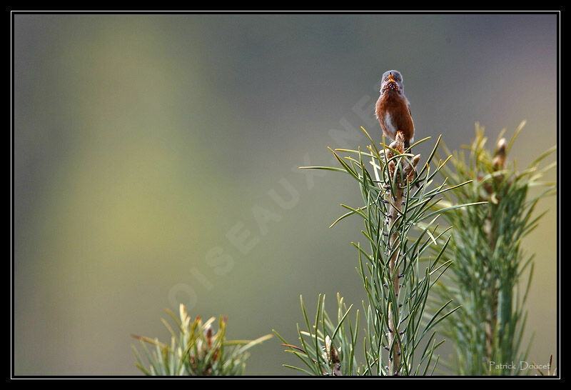 Dartford Warbler