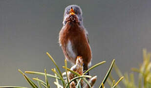 Dartford Warbler