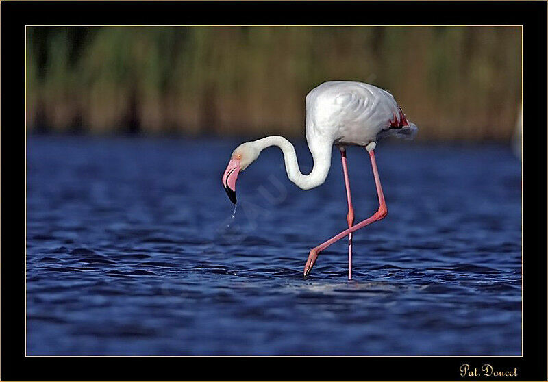 Flamant rose