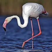 Flamant rose