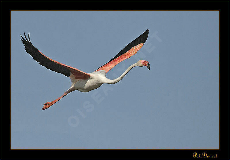 Greater Flamingo