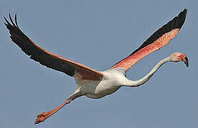 Greater Flamingo